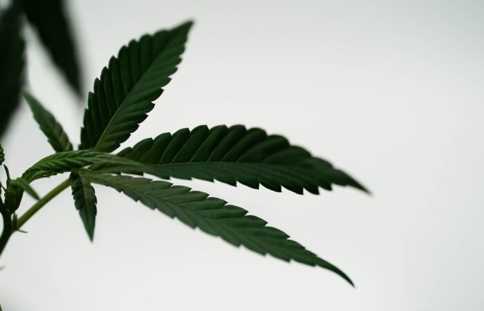 cannabis-chart-of-the-week:-rule-280e-–-taxation-without-representation?