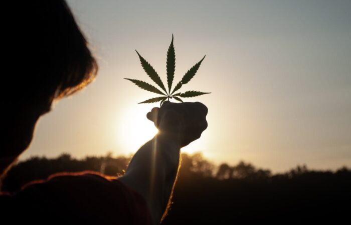 cannabis-regulations-in-california,-colorado,-new-jersey,-virginia,-nebraska-&-illinois