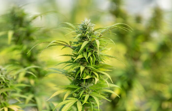 these-mn-cities-are-banning-weed-sales-despite-legalization-and-more-cannabis-reg-updates-in-co,-ct,-ca