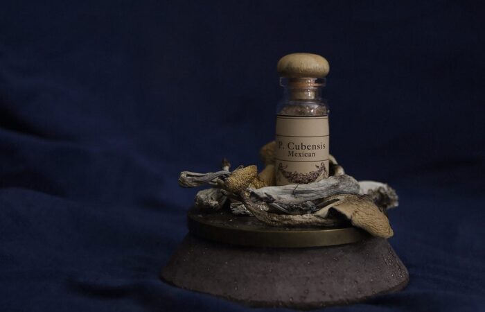 berkeley-officially-decriminalizes-possession-of-psilocybin-mushrooms-and-ayahuasca