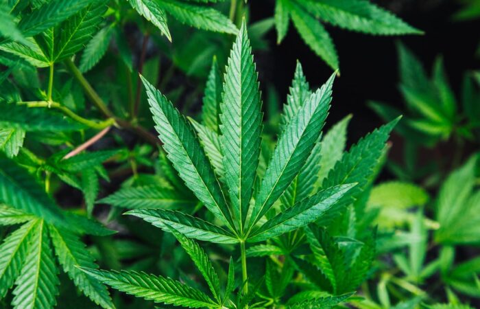 medical-marijuana-advances-in-ukraine-and-ghana,-uncertainty-in-germany-and-‘florists’-in-barcelona